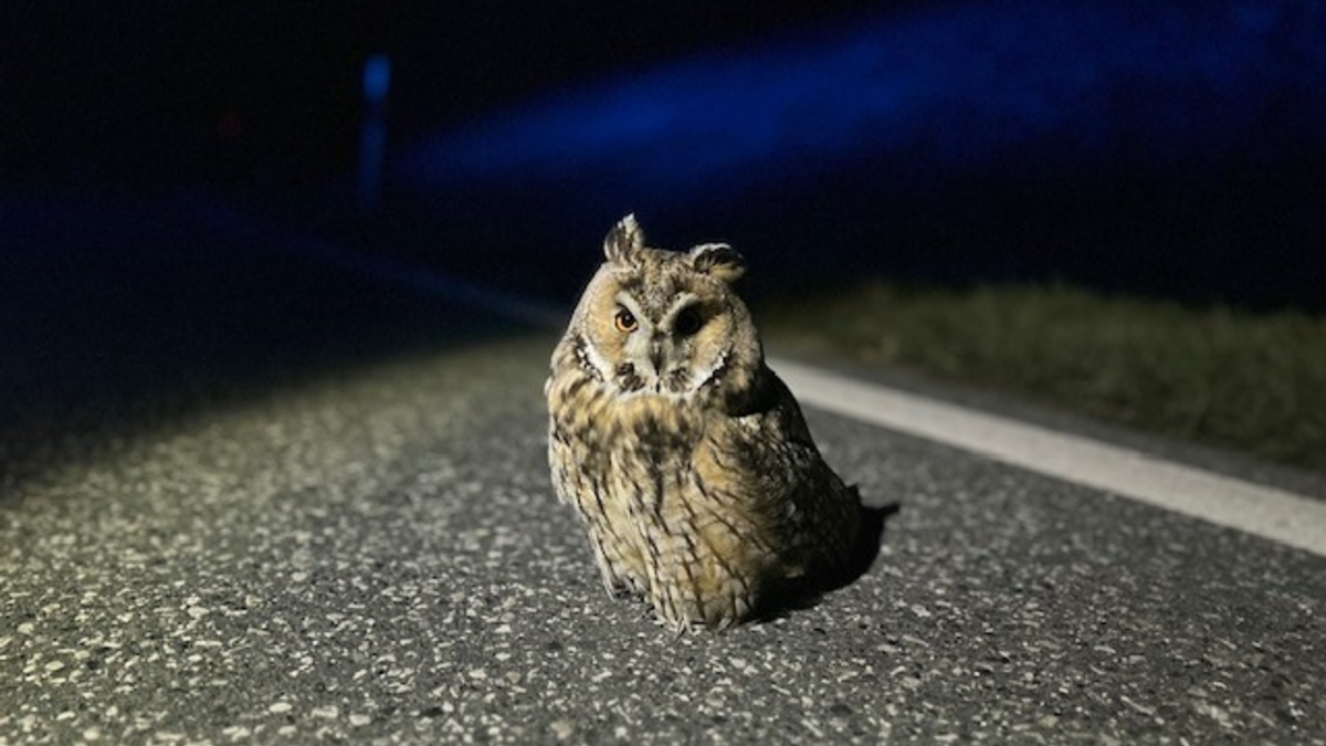 POL-PIAZ: Die Polizei, dein Freund und tierischer Helfer - Foto: presseportal.de
