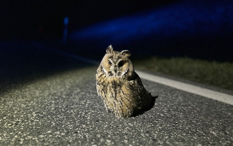 POL-PIAZ: Die Polizei, dein Freund und tierischer Helfer - Foto: presseportal.de