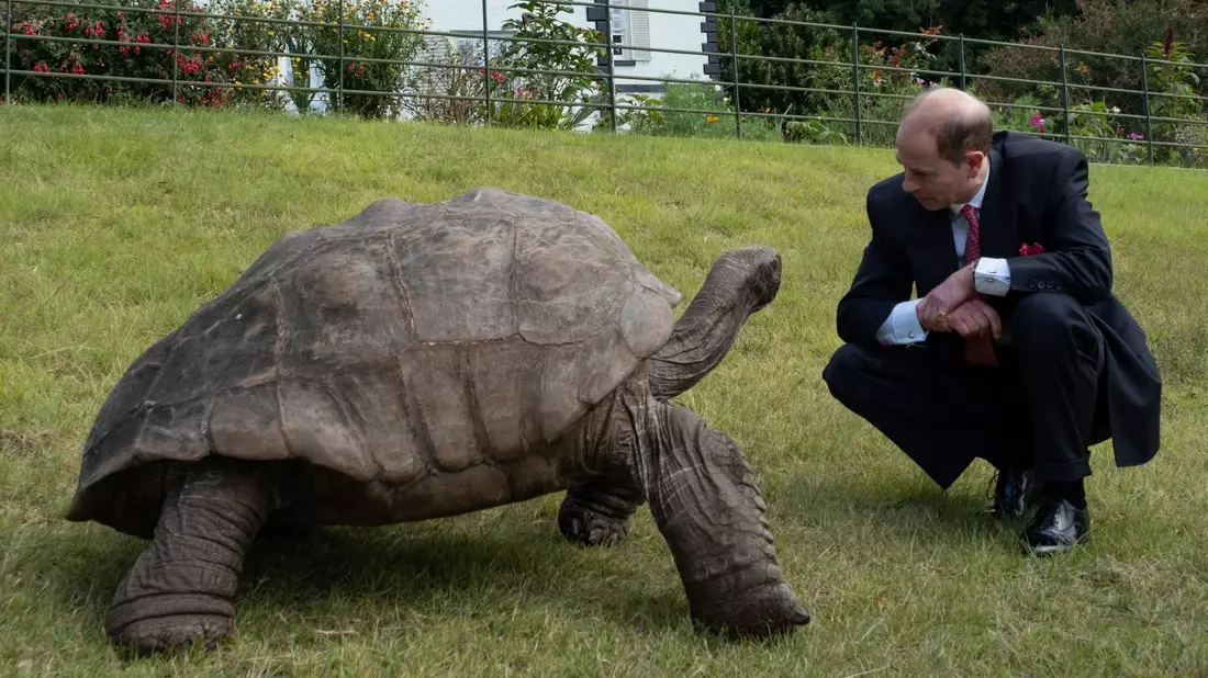 Auf der Insel St. Helena trifft Prinz Edward die Schildkröte Jonathan. - Bild: St Helena/Diana Jarvis/PA Media/dpa