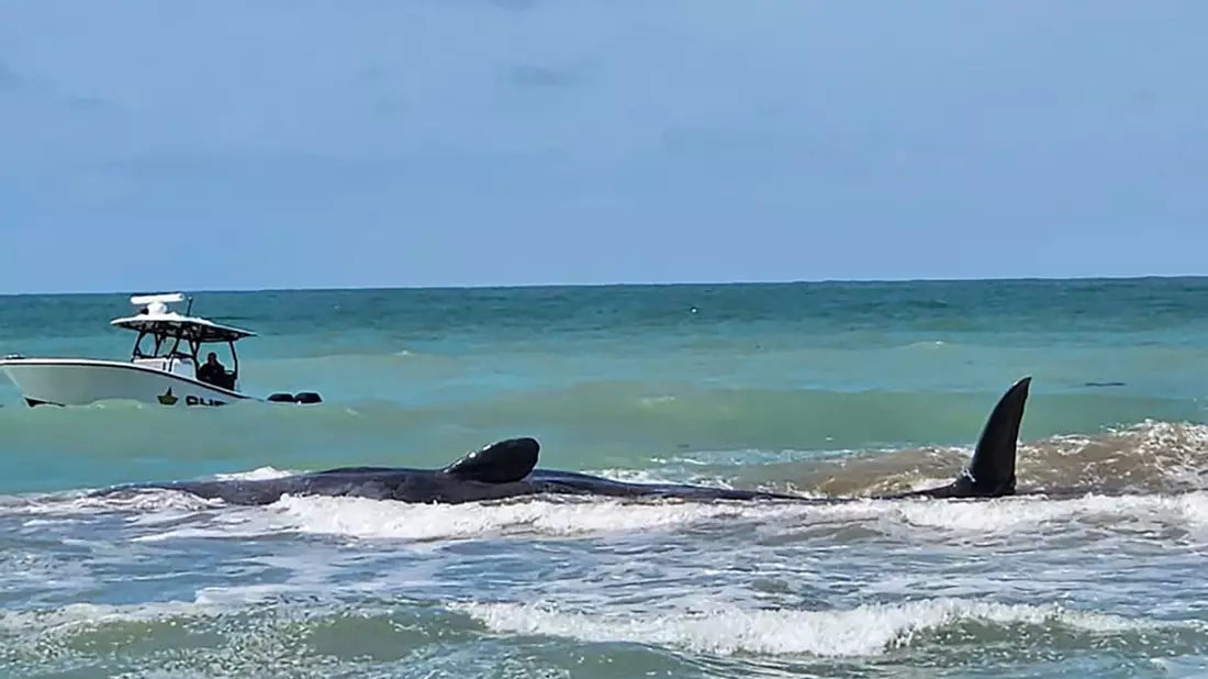 Der Wal ist vor Venice in Florida auf einer Sandbank gestrandet. - Bild: Uncredited/City of Venice Florida/AP