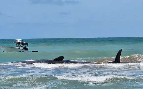 Der Wal ist vor Venice in Florida auf einer Sandbank gestrandet. - Foto: Uncredited/City of Venice Florida/AP