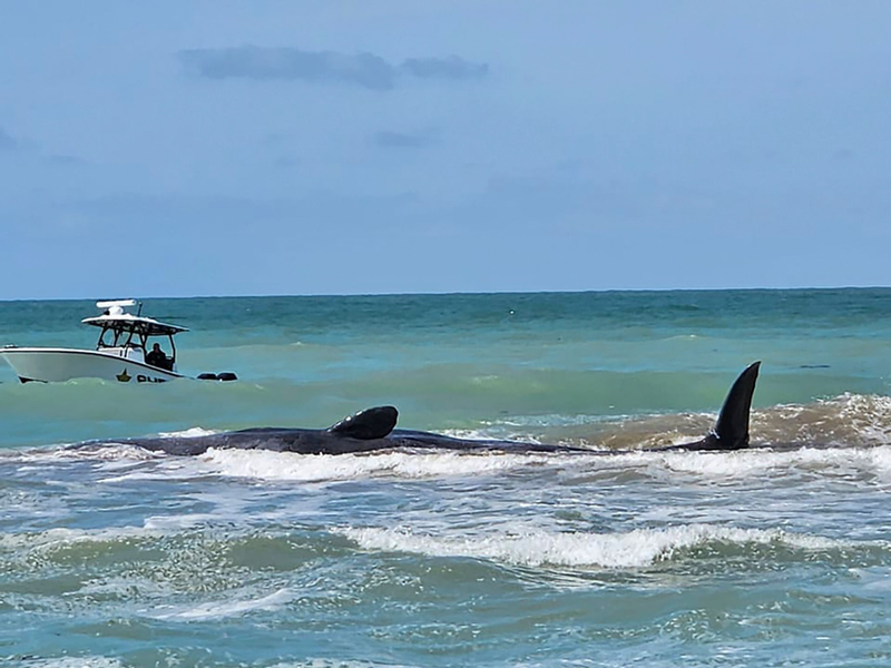 Der Wal ist vor Venice in Florida auf einer Sandbank gestrandet. - Foto: Uncredited/City of Venice Florida/AP