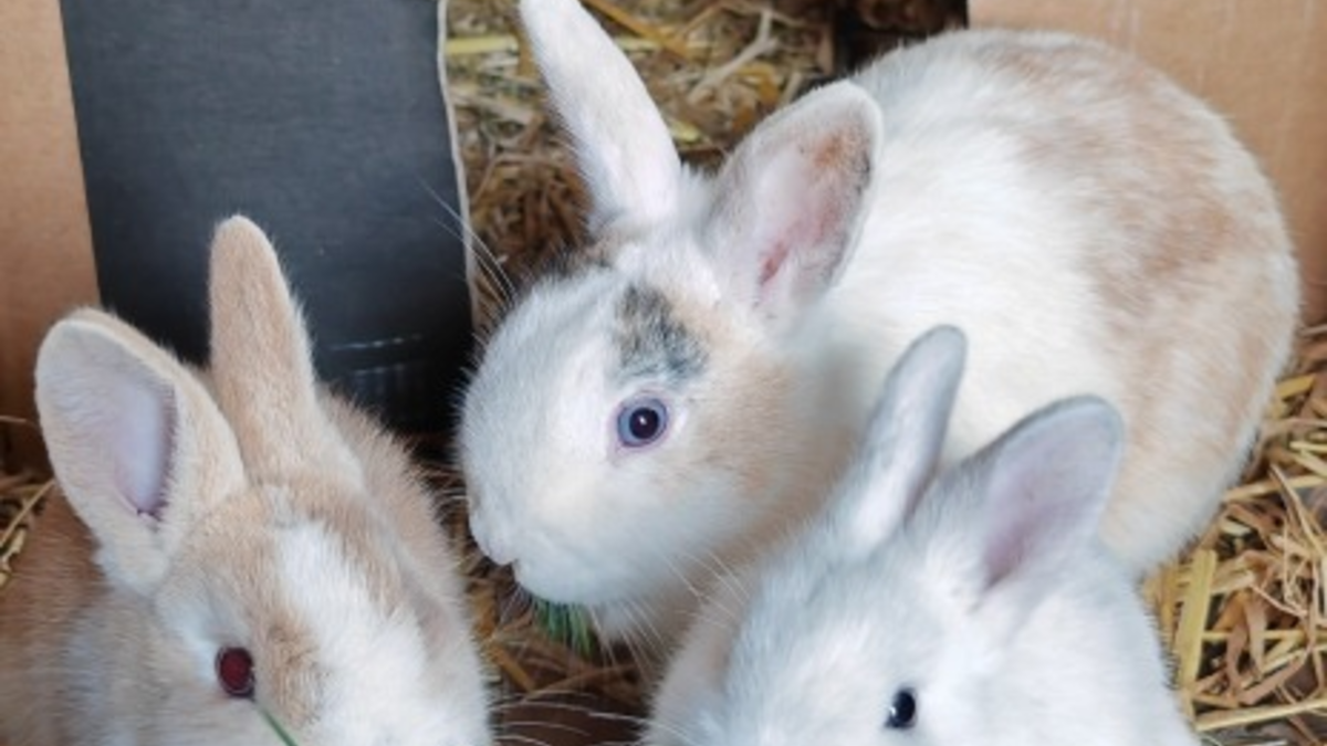 POL-RZ: Zwergkaninchen ausgesetzt - Polizei ermittelt wegen Verstoßes gegen das Tierschutzgesetz - Foto: presseportal.de