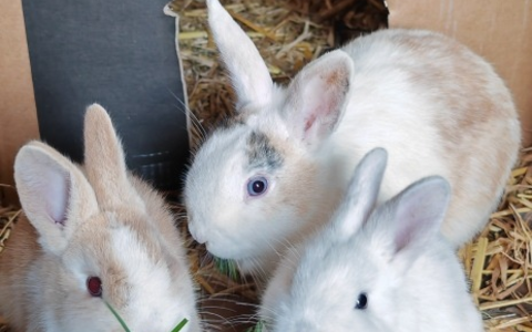 POL-RZ: Zwergkaninchen ausgesetzt - Polizei ermittelt wegen Verstoßes gegen das Tierschutzgesetz - Foto: presseportal.de