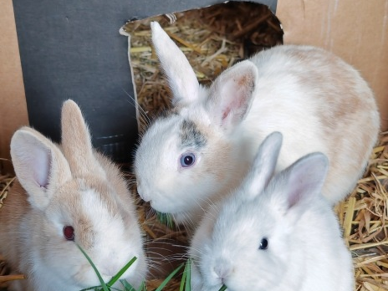 POL-RZ: Zwergkaninchen ausgesetzt - Polizei ermittelt wegen Verstoßes gegen das Tierschutzgesetz - Foto: presseportal.de