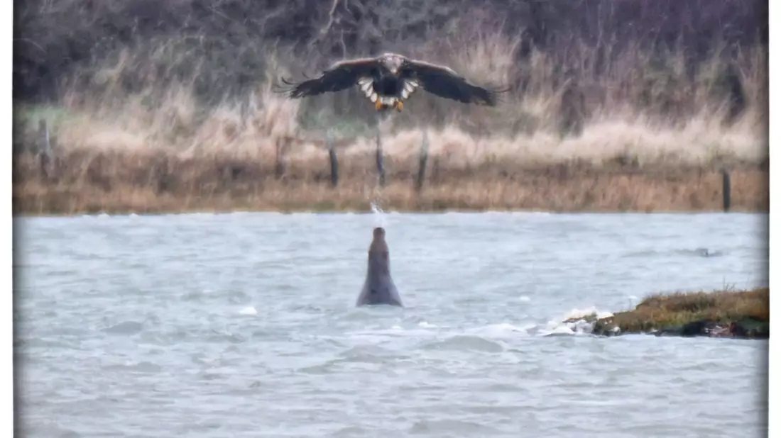 Eine Robbe spuckt Wasser auf einen Adler. - Bild: Clare Jacobs/Universität Portsmouth/dpa