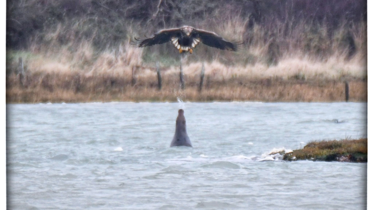 Eine Robbe spuckt Wasser auf einen Adler. - Foto: Clare Jacobs/Universität Portsmouth/dpa