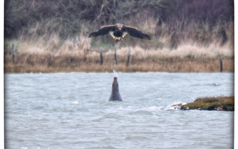 Eine Robbe spuckt Wasser auf einen Adler. - Foto: Clare Jacobs/Universität Portsmouth/dpa