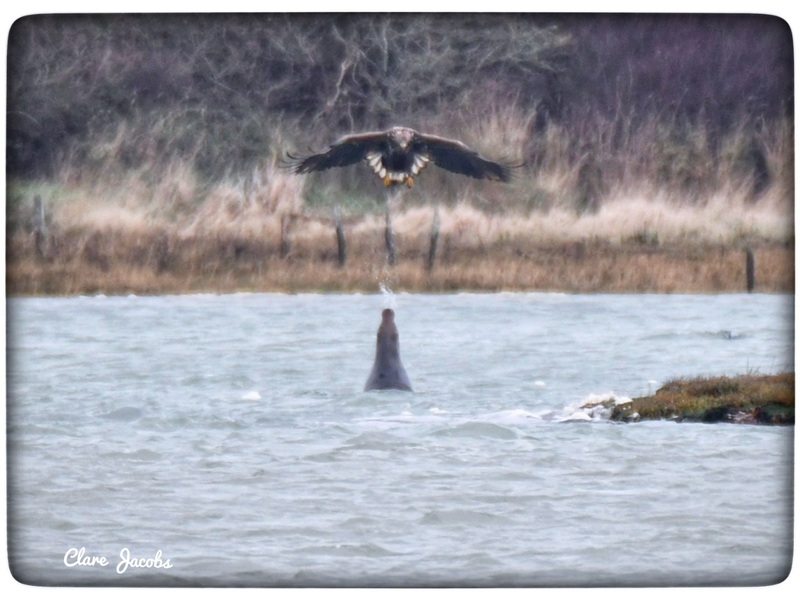 Eine Robbe spuckt Wasser auf einen Adler. - Foto: Clare Jacobs/Universität Portsmouth/dpa