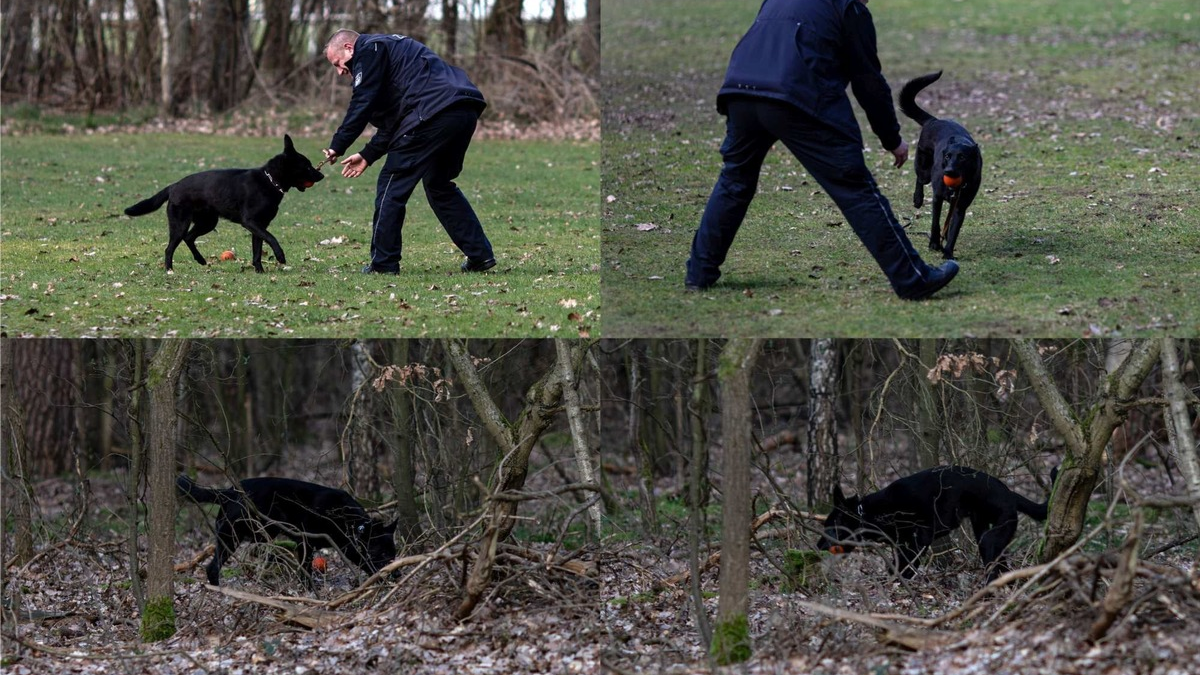 HZA-BS: Verstärkung auf vier Pfoten in der Kontrolleinheit Verkehrswege Göttingen / Schäferhündin Berta besteht Leistungsprobe und wird offiziell Teil der Zollverwaltung - Foto: presseportal.de