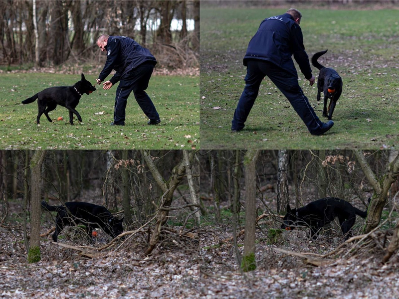 HZA-BS: Verstärkung auf vier Pfoten in der Kontrolleinheit Verkehrswege Göttingen / Schäferhündin Berta besteht Leistungsprobe und wird offiziell Teil der Zollverwaltung - Foto: presseportal.de