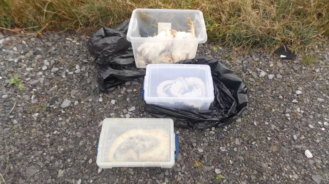 Die gefundenen Tiere waren in Kisten, Müllsäcken und Kissenbezügen verpackt. - Bild: Rspca/PA Media/dpa