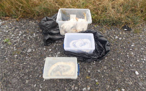 Die gefundenen Tiere waren in Kisten, Müllsäcken und Kissenbezügen verpackt. - Foto: Rspca/PA Media/dpa Die gefundenen Tiere waren in Kisten, Müllsäcken und Kissenbezügen verpackt. - Foto: Rspca/PA Media/dpa