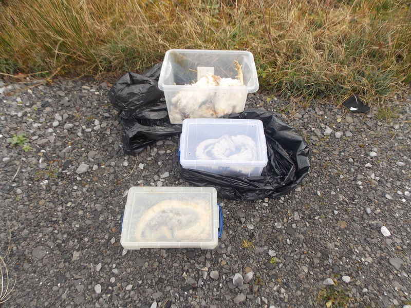 Die gefundenen Tiere waren in Kisten, Müllsäcken und Kissenbezügen verpackt. - Foto: Rspca/PA Media/dpa