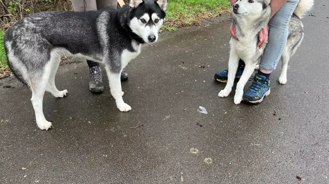 POL-WES: Rheinberg - Polizei sucht Besitzer zweier Huskies - Bild: presseportal.de