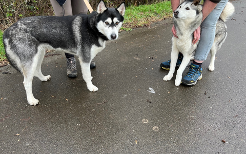 POL-WES: Rheinberg - Polizei sucht Besitzer zweier Huskies - Foto: presseportal.de