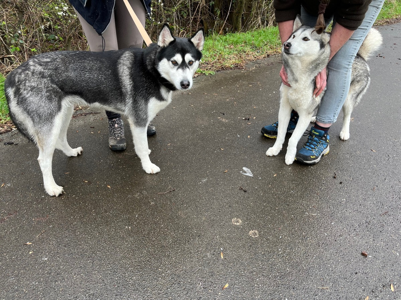 POL-WES: Rheinberg - Polizei sucht Besitzer zweier Huskies - Foto: presseportal.de