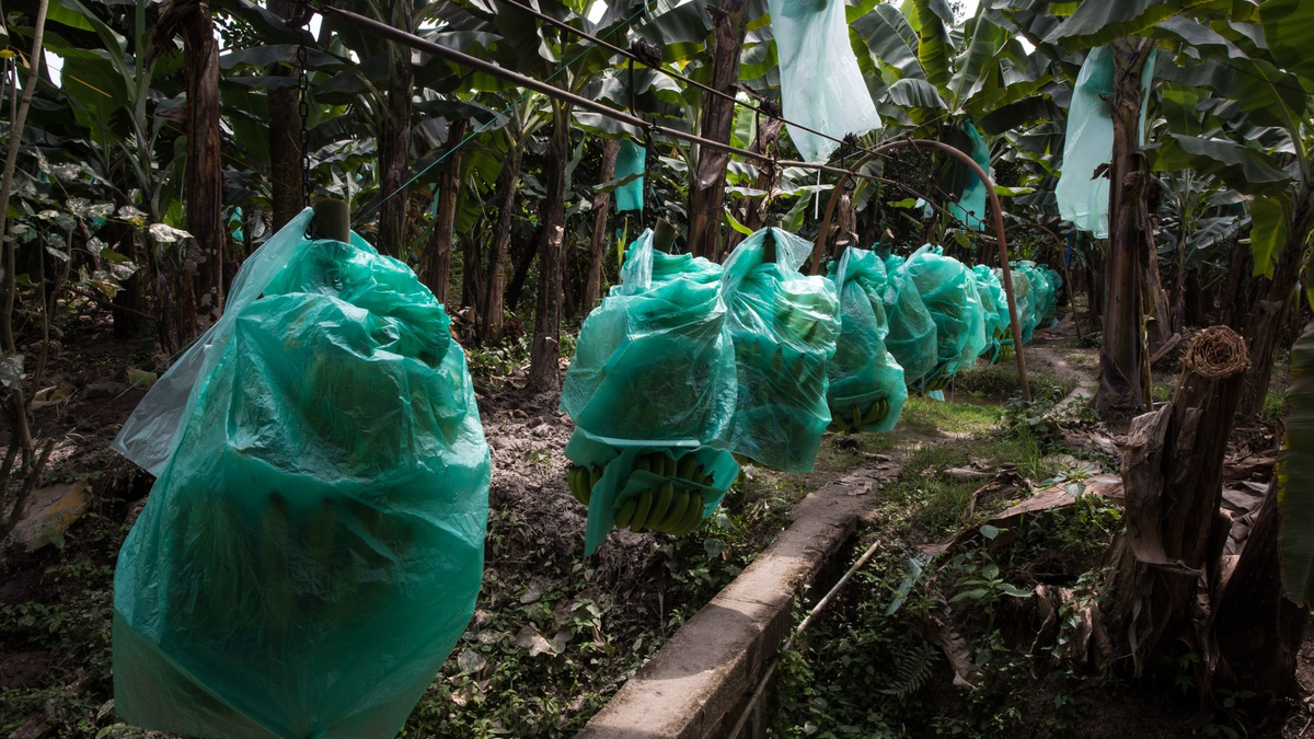 Bananen wachsen meist mit geringen Produktionskosten in Süd- und Mittelamerika, hier in Ecuador. Doch es gibt Probleme im Anbau. - Foto: David Diaz/dpa