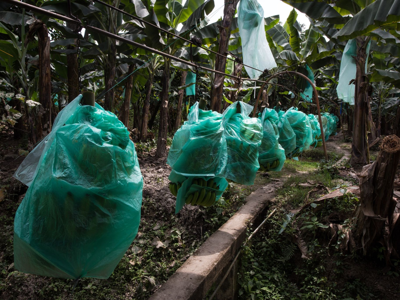Bananen wachsen meist mit geringen Produktionskosten in Süd- und Mittelamerika, hier in Ecuador. Doch es gibt Probleme im Anbau. - Foto: David Diaz/dpa