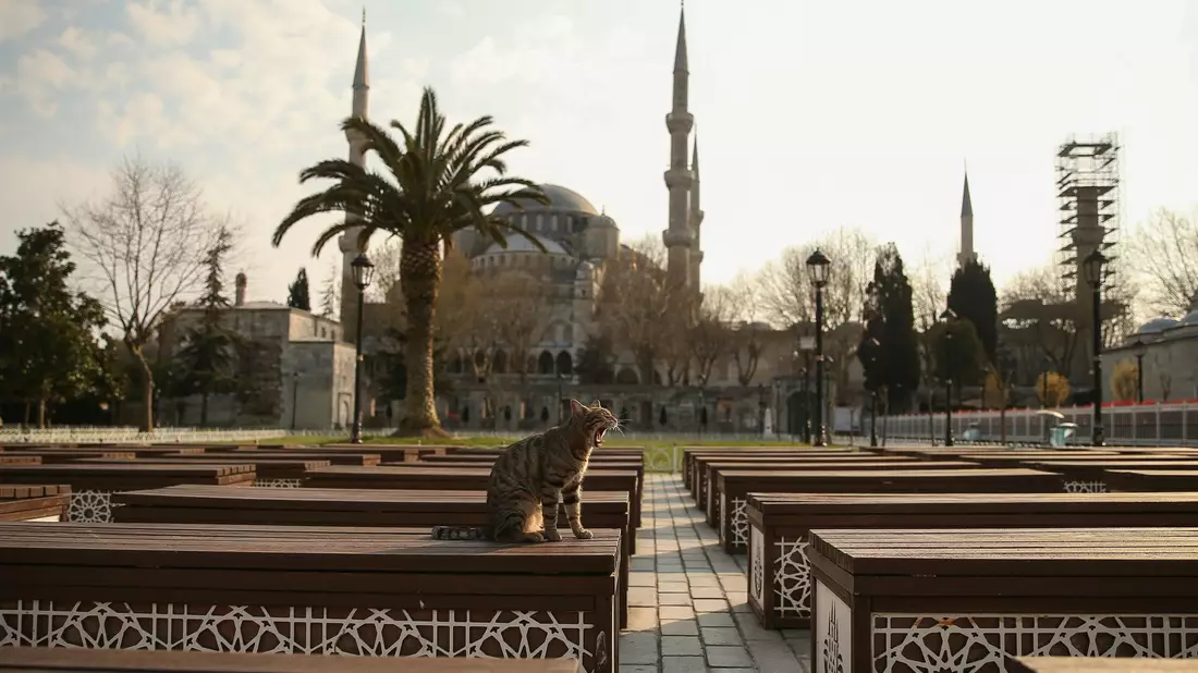 In Istanbul leben viele Straßenkatzen. - Bild: Emrah Gurel/AP/dpa