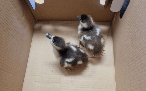 POL-OG: Rastatt - Tick und Trick auf Entdeckungstour - Foto: presseportal.de