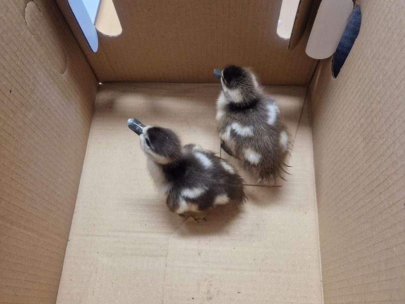 POL-OG: Rastatt - Tick und Trick auf Entdeckungstour - Foto: presseportal.de