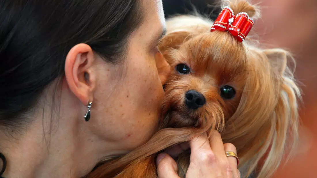 Experten zufolge senden Hunde deutliche Signale - aber der Mensch missachtet sie auch. - Bild: Jens Büttner/dpa