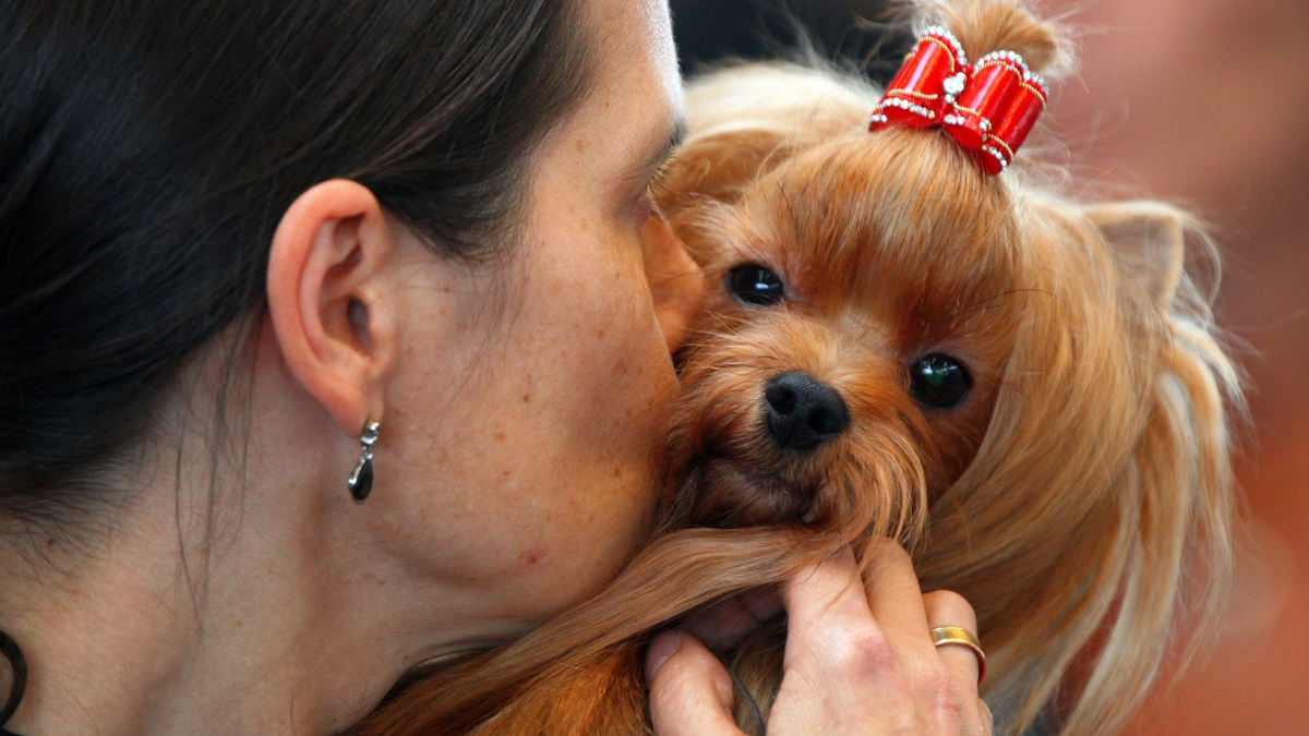Experten zufolge senden Hunde deutliche Signale - aber der Mensch missachtet sie auch. - Foto: Jens Büttner/dpa