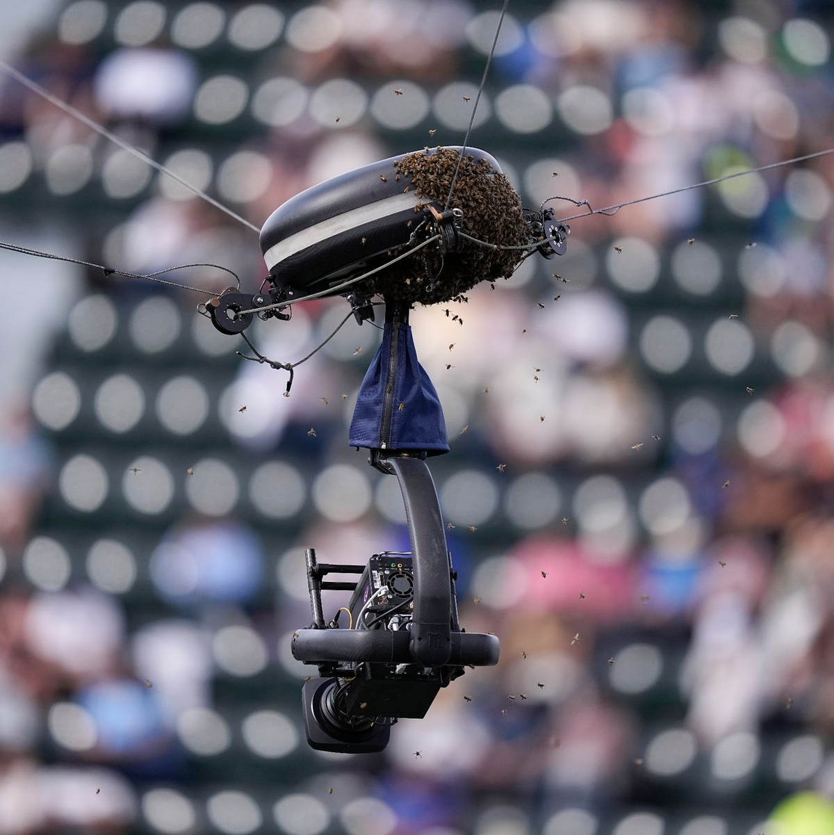 Bienen umschwirren eine Kamera in Indian Wells. - Foto: Mark J. Terrill/AP/dpa