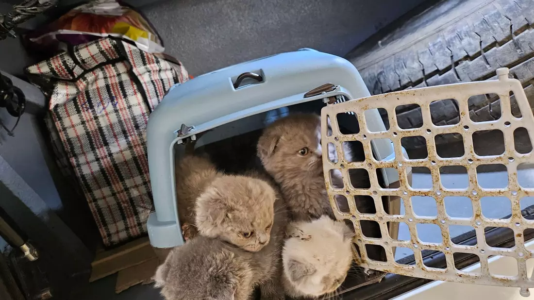 Bundespolizisten fanden Katzenbabys dicht gedrängt in Transportboxen im Kofferraum eines Reisebusses. - Bild: -/Bundespolizei/dpa
