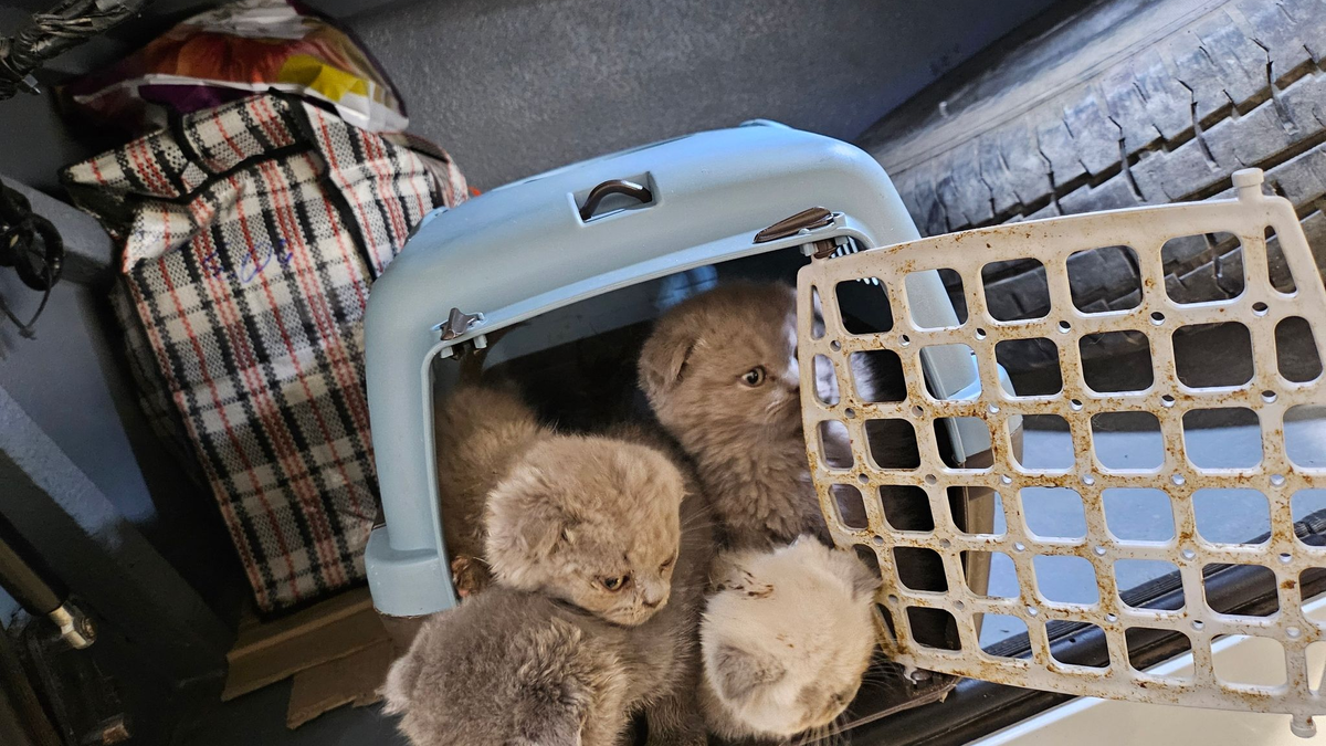 Bundespolizisten fanden Katzenbabys dicht gedrängt in Transportboxen im Kofferraum eines Reisebusses. - Foto: -/Bundespolizei/dpa
