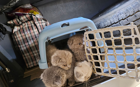 Bundespolizisten fanden Katzenbabys dicht gedrängt in Transportboxen im Kofferraum eines Reisebusses. - Foto: -/Bundespolizei/dpa Bundespolizisten fanden Katzenbabys dicht gedrängt in Transportboxen im Kofferraum eines Reisebusses. - Foto: -/Bundespolizei/dpa