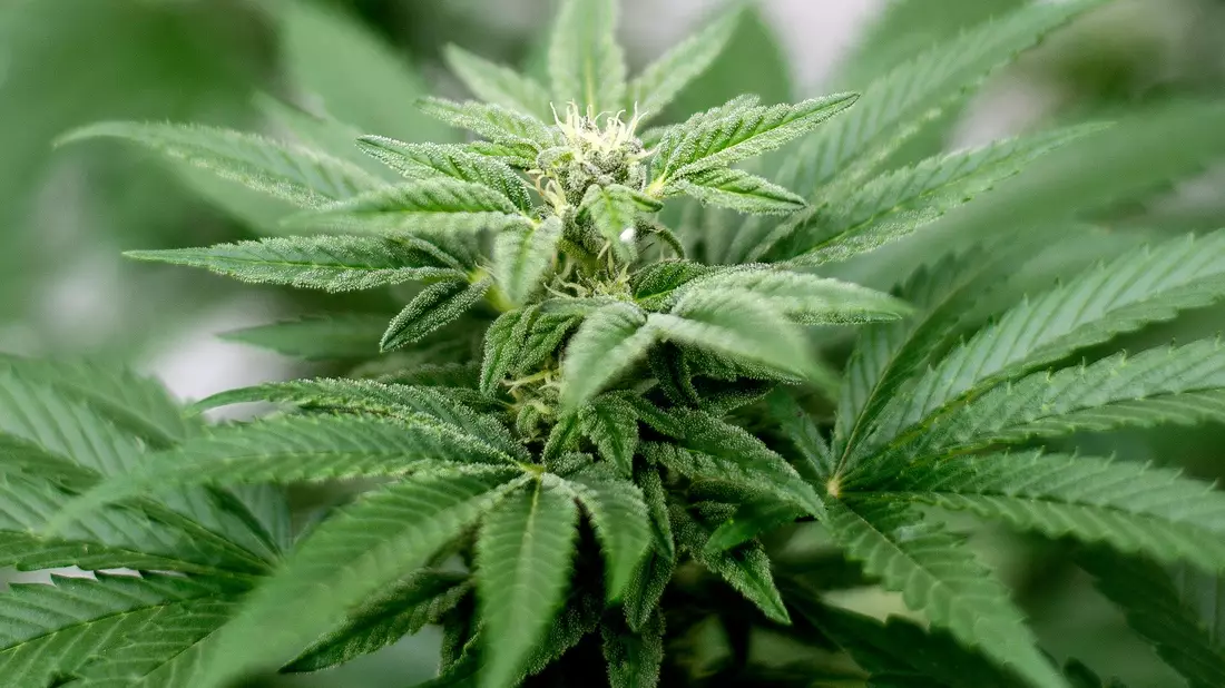Am 1. April soll Cannabis nach den Plänen der Ampel-Koalition begrenzt für Erwachsene legalisiert werden. - Bild: Matt Masin/Zuma Press/dpa