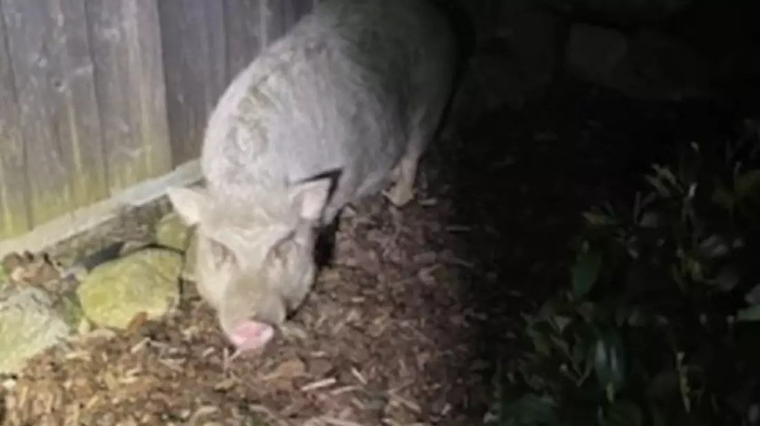 POL-ROW: Unfallflucht Lindenstraße+++Folgenschwerer Unfall auf B 71+++Schweinerei in der Verdener Straße - Bild: presseportal.de