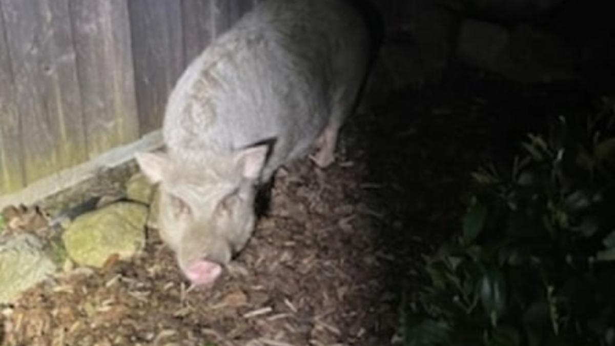 POL-ROW: Unfallflucht Lindenstraße+++Folgenschwerer Unfall auf B 71+++Schweinerei in der Verdener Straße - Foto: presseportal.de