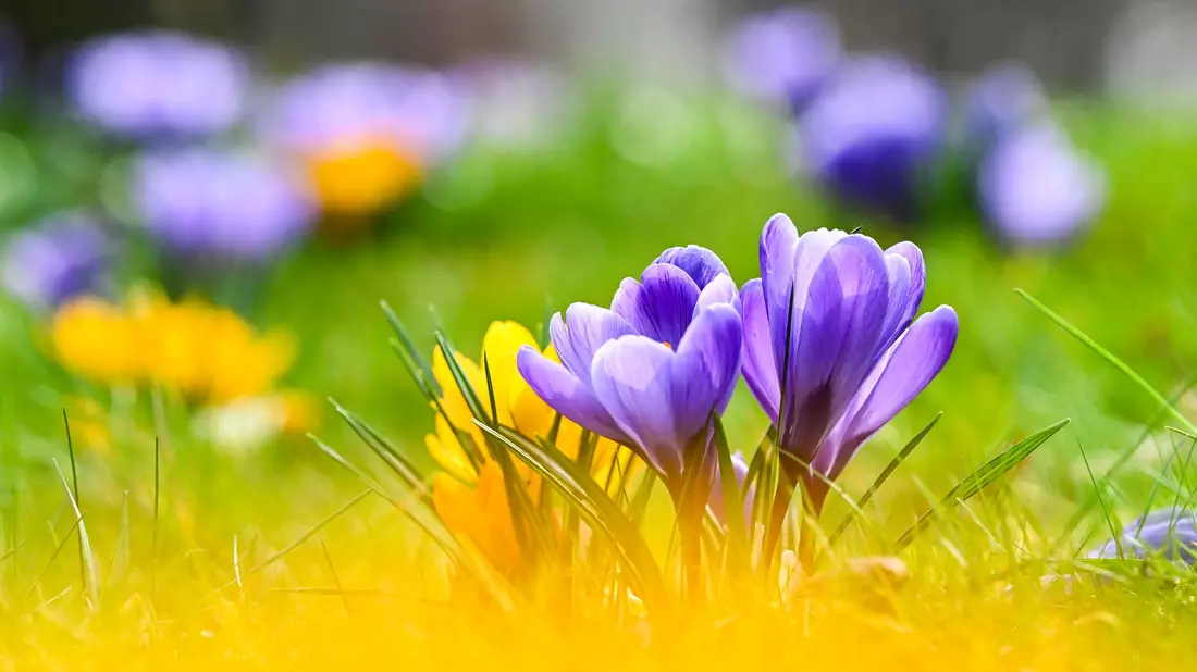 Blühende Krokusse und Sonne zum Frühlingsstart. - Bild: Jens Kalaene/dpa