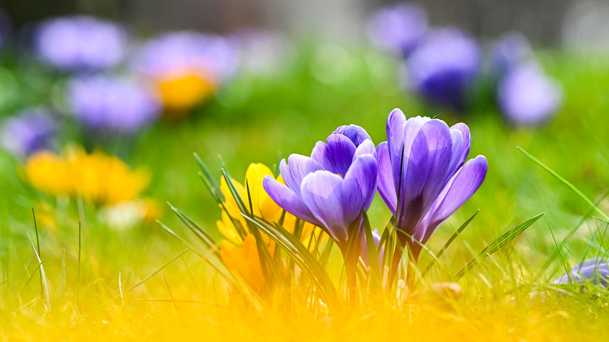 Blühende Krokusse und Sonne zum Frühlingsstart. - Foto: Jens Kalaene/dpa