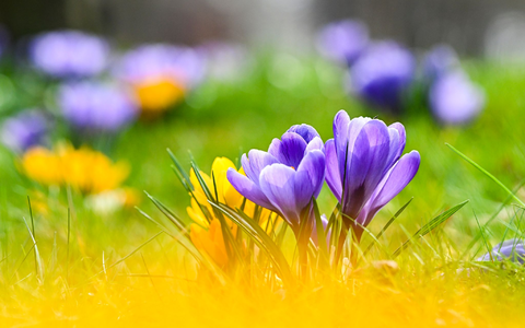 Blühende Krokusse und Sonne zum Frühlingsstart. - Foto: Jens Kalaene/dpa