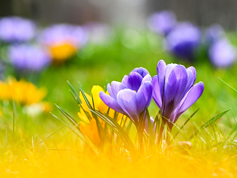 Blühende Krokusse und Sonne zum Frühlingsstart. - Foto: Jens Kalaene/dpa