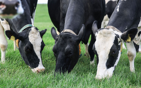 Vogelgrippe bei Rindern - wie schlimm wird es? (Archivbild) - Foto: Oliver Berg/dpa