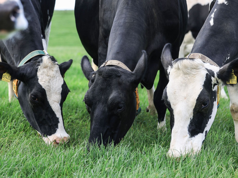 Vogelgrippe bei Rindern - wie schlimm wird es? (Archivbild) - Foto: Oliver Berg/dpa