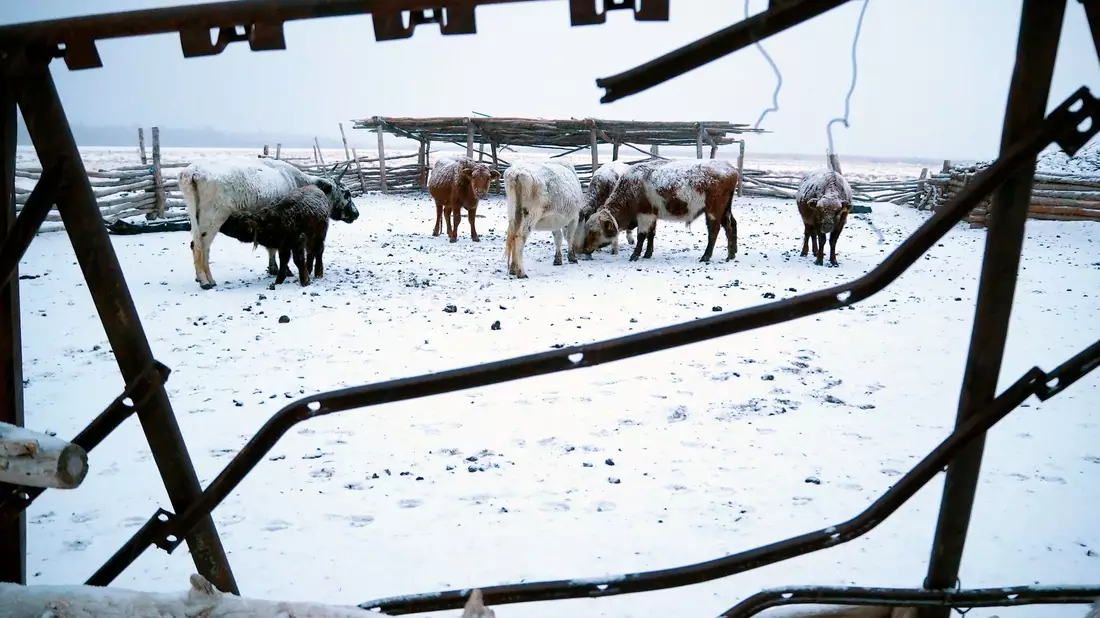 Die Mongolei wurde von einem extremen Wintereinbruch heimgesucht, dem viele Tiere zum Opfer fielen. - Bild: Davaanyam Delgerjargal/dpa