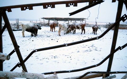 Die Mongolei wurde von einem extremen Wintereinbruch heimgesucht, dem viele Tiere zum Opfer fielen. - Foto: Davaanyam Delgerjargal/dpa Die Mongolei wurde von einem extremen Wintereinbruch heimgesucht, dem viele Tiere zum Opfer fielen. - Foto: Davaanyam Delgerjargal/dpa