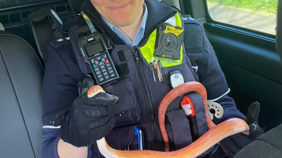 POL-NE: Festnahme der etwas anderen Art - Foto: presseportal.de