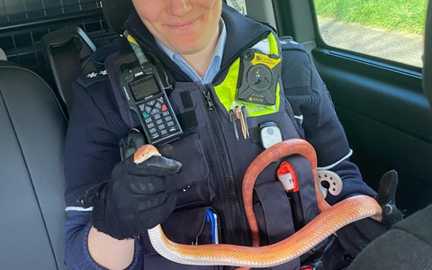 POL-NE: Festnahme der etwas anderen Art - Foto: presseportal.de