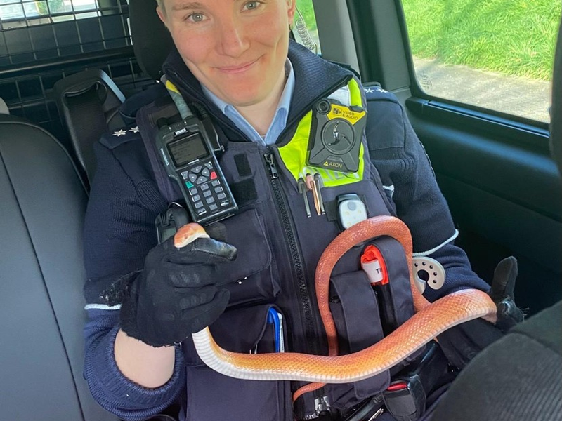 POL-NE: Festnahme der etwas anderen Art - Foto: presseportal.de