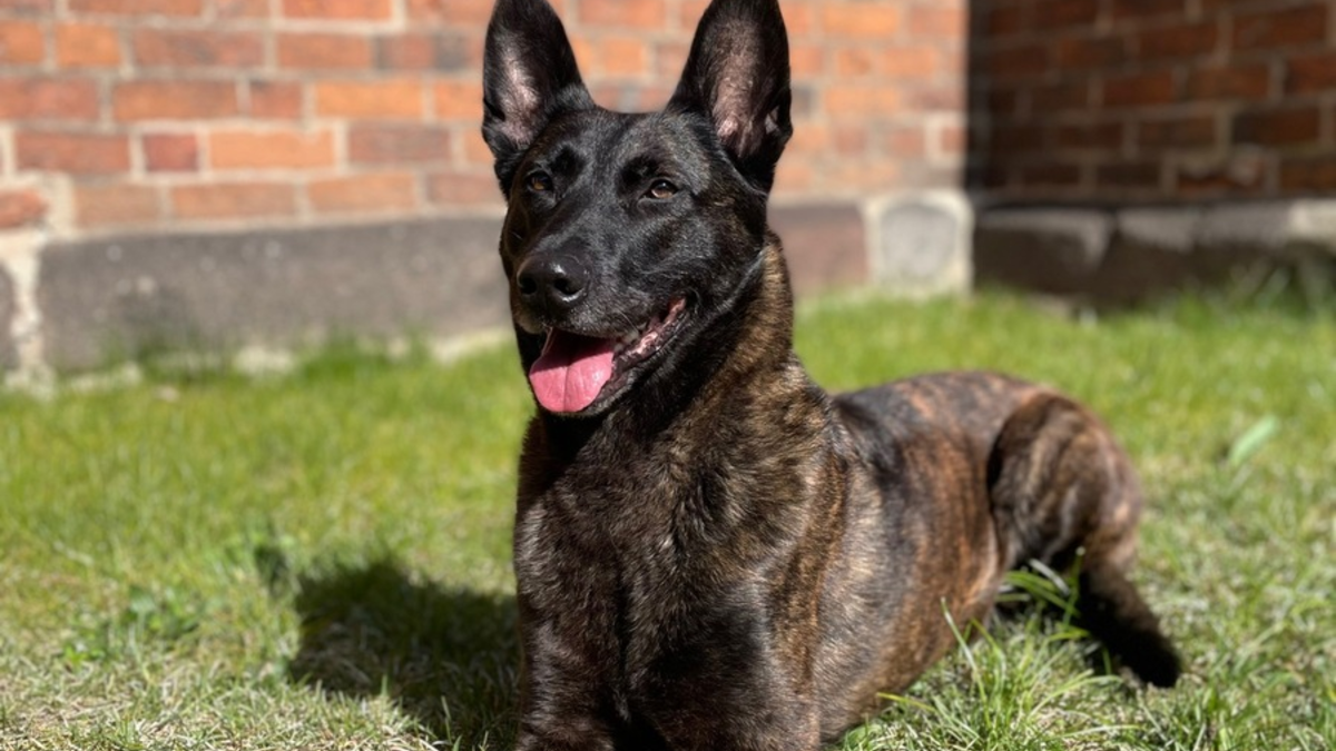POL-NB: Mutter gibt Tochter Drogen - Star der Durchsuchung hat vier Pfoten - Foto: presseportal.de