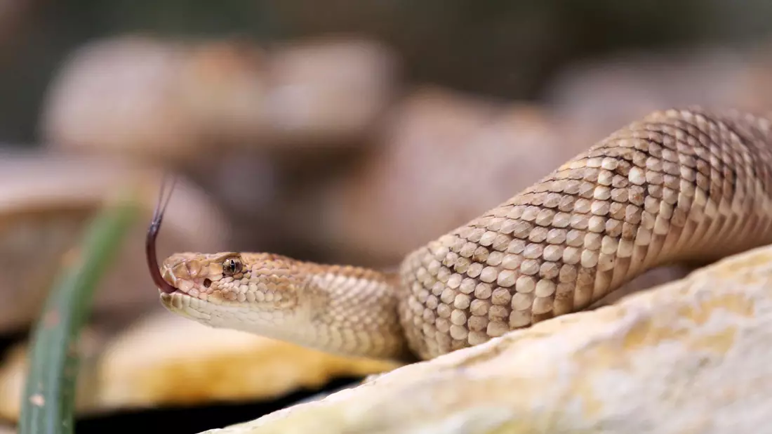 Eine giftige Aruba Klapperschlange in ihrem Terrarium im Terrazoo Rheinberg. - Bild: Roland Weihrauch/dpa