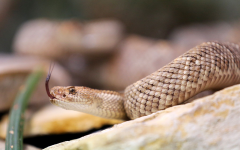 Eine giftige Aruba Klapperschlange in ihrem Terrarium im Terrazoo Rheinberg. - Foto: Roland Weihrauch/dpa