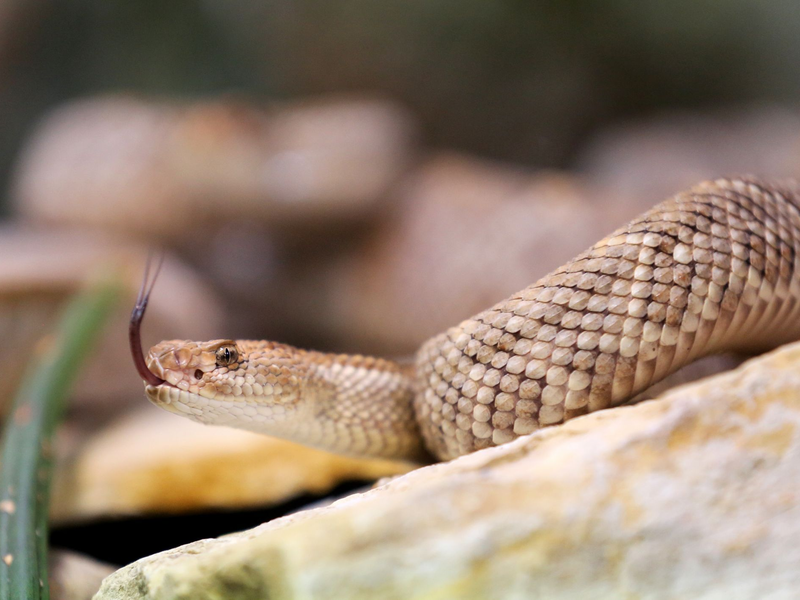 Eine giftige Aruba Klapperschlange in ihrem Terrarium im Terrazoo Rheinberg. - Foto: Roland Weihrauch/dpa